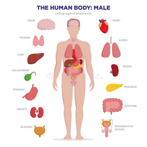 Infographic Elemente Der Menschlichen Anatomie Mit Satz Inneren Organen