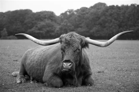 Chipster63 Photography: Fat Cow