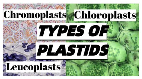 Types Of Plastids In Plant Cells And Their Functions Youtube