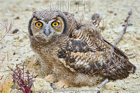 Lesser Horned Owl Stock Photo Minden Pictures