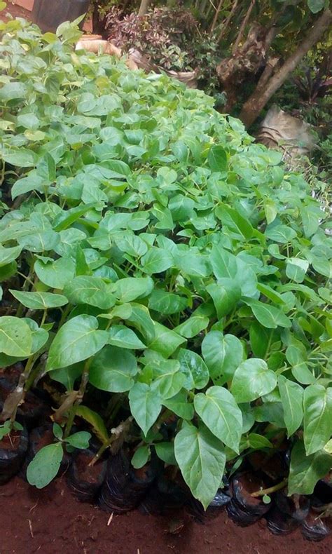 Grafted Tree Tomato Seedlings Oxfarm Organic Ltd