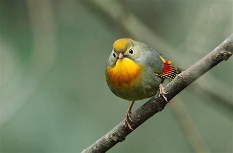 发现生物多样性之美 ——关注旗舰物种保护，推进美丽中国建设湖南中环监在线