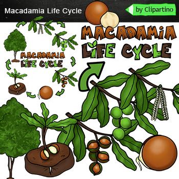 Macadamia Life Cycle Clipart By Clipartino Tpt