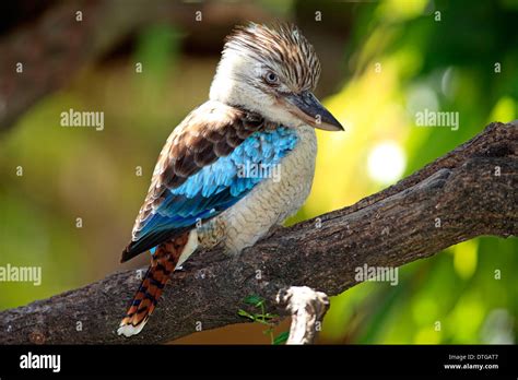 Blue Winged Kookaburra Australia Dacelo Leachii Stock Photo Alamy