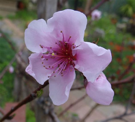 Nectarine Blossom Photograph By Ellanita Arlee Pixels