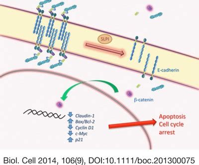 Secretory Leukocyte Protease Inhibitor Slpi Expression Downregulates