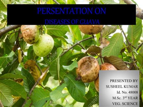 Guava diseases ppt