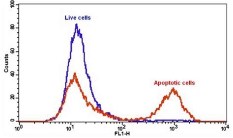 Annexin V Ifluor 488 Apoptosis Detection Kit Ab219916 Abcam