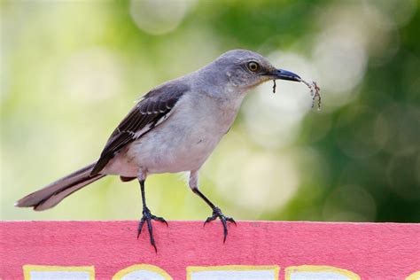 Mockingbird Symbolism & Meaning (+Totem, Spirit & Omens) - World Birds