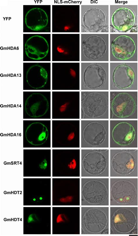 Characterization And Subcellular Localization Of Histone Deacetylases