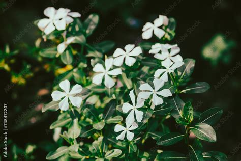 Catharanthus Roseus Commonly Known As Bright Eyes Cape Periwinkle