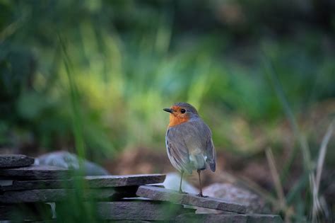 Pássaro Robin De Jardim Foto Gratuita No Pixabay Pixabay