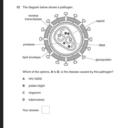 Virus Diagram Gcse