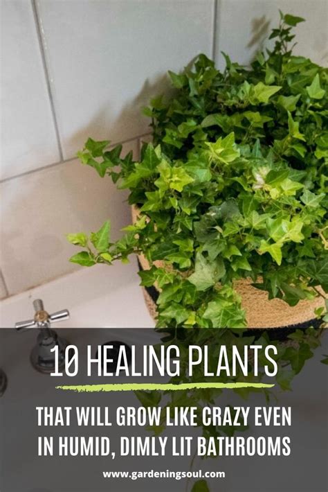 Healing Plants That Will Grow Like Crazy Even In Humid Dimly Lit