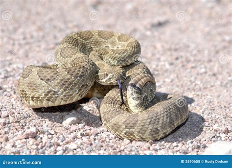 Serpiente De Cascabel De Mojave De Arizona Fotos de archivo libres de ...