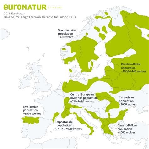 Wolf Canis Lupus Profile EuroNatur