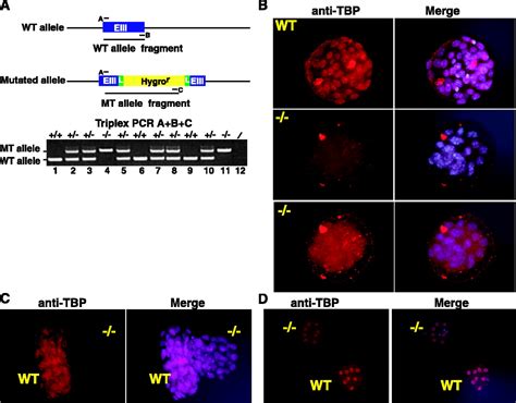 Rna Polymerase Ii Transcription In Murine Cells Lacking The Tata