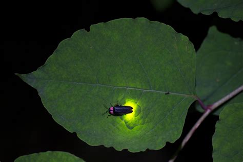 Enchanting Illumination 10 Fun Facts About Fireflies You Need To Know