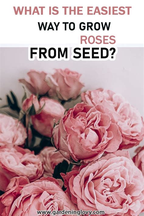 How To Grow Roses From Seeds All Types Of Roses Complete Growing Guide Artofit