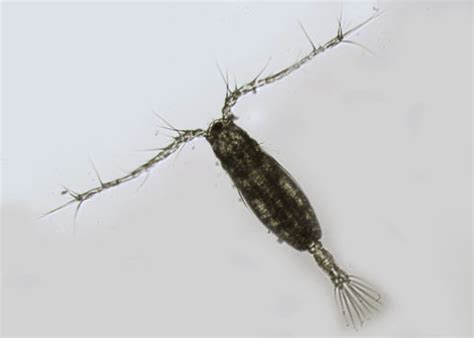 calanoid copepod