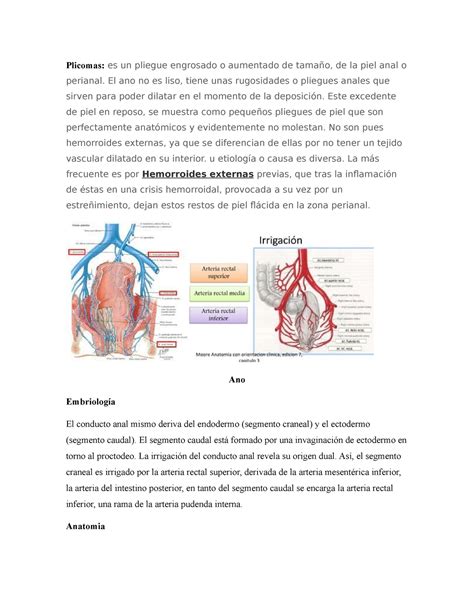 Plicomas El Ano No Es Liso Tiene Unas Rugosidades O Pliegues Anales