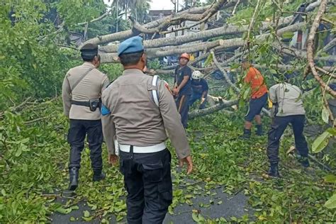 Pohon Cemcem Tumbang Timpa Ruko Dan Tutupi Akses Jalan Raya Denpost