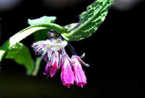 Free Images Nature Blossom Leaf Flower Petal Spring Green