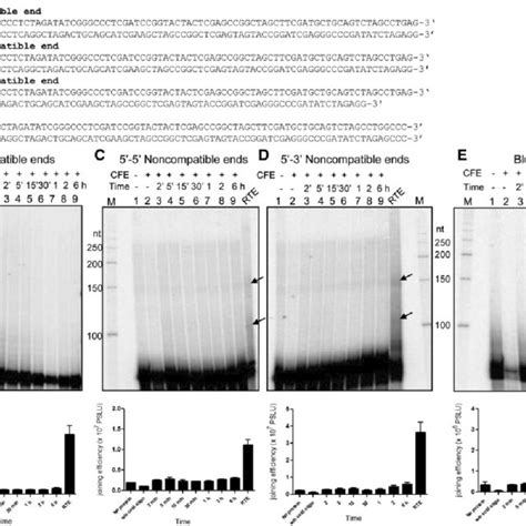 Preparation Of Cell Free Extract Cfe Of Hepatopancreas Of Shrimp P Download Scientific