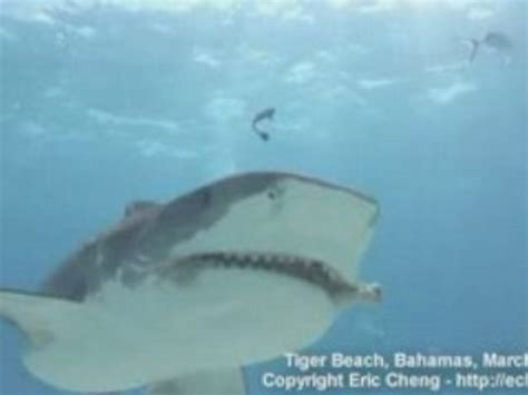 Requins des Bahamas Vidéo Dailymotion