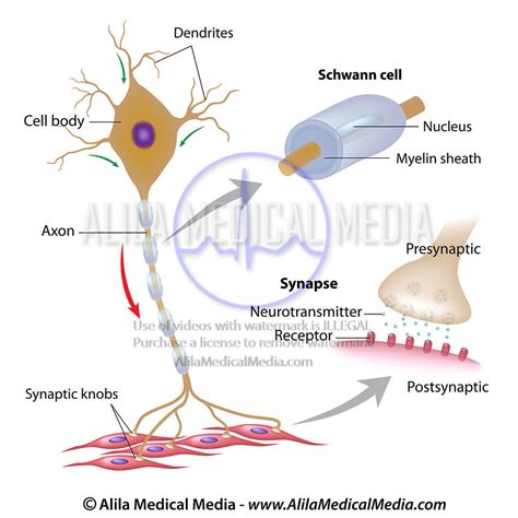 Alila Medical Media Motor Neuron Unlabeled Medical Illustration