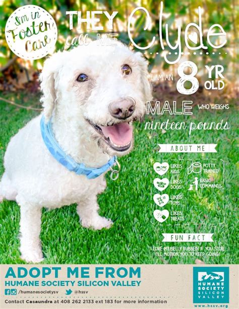 Adoptable Miniature Poodle Mix Clyde 119789 | Humane Society Silicon ...