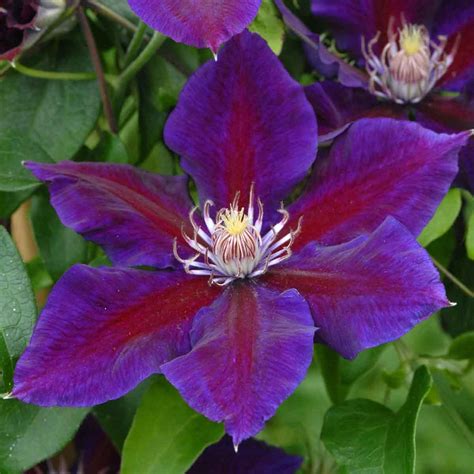 Clematis Julka Superior Quality Climbers Uk