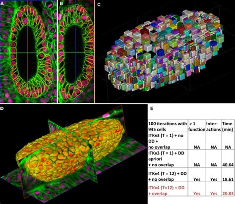 Demonstration Of Cell Segmentation In Large D Nuclear Membrane