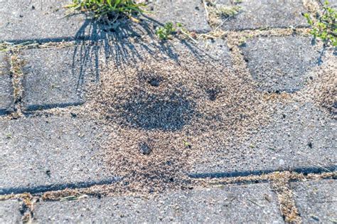 How To Get Rid Of Ants Under Your Brick Patio Sands Pavers