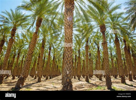 A palm tree farm in Imperial County, California Stock Photo - Alamy