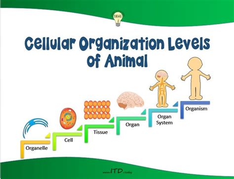 Cellular Organization Levels Poster Is Available On TpT Https