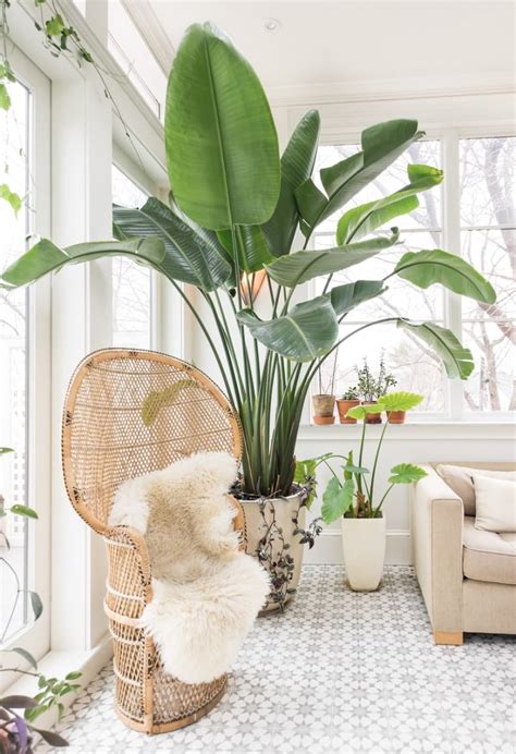 12 Lush Indoor Plants To Freshen Up And Decorate Your Home Cubicoon