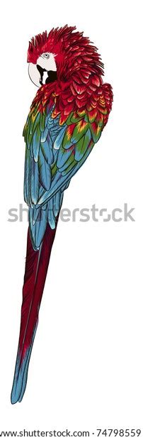 Ara Parrot Macaw Photo Realistic Stock Vector Royalty Free