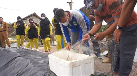 Dukung Pembudidayaan Udang Vanamei Nizar Turut Serta Panen