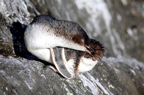 White-flippered Penguin – "OCEAN TREASURES" Memorial Library