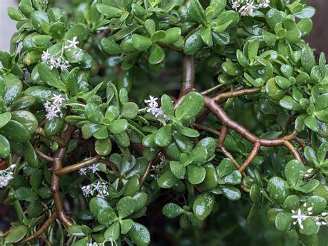 Jade Plant Crassula Ovata Sage S Acre