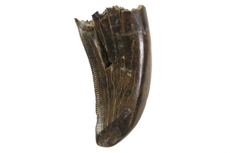 118 Albertosaurus Tooth Alberta Disposition 000028 29 67603