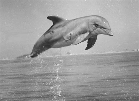 1970. The U.S. Navy's Military Dolphin Program