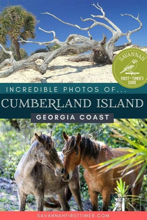 Cumberland Island National Seashore: Tips for Planning an Unforgettable ...