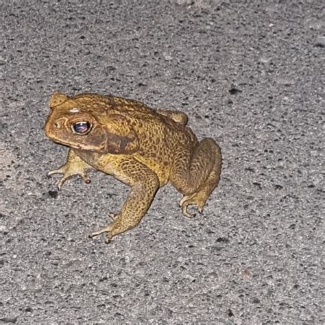 Cane Toad From Tathra Nsw Australia On December At