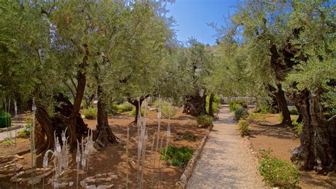 Garden Of Gethsemane