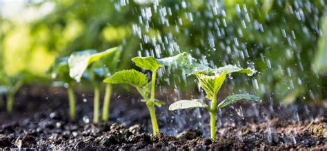 The Fantastic Fourteen Essential Nutrients In Plants