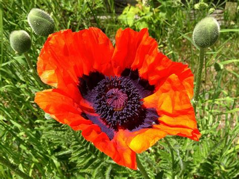Poppy Flower Red Free Photo On Pixabay Pixabay