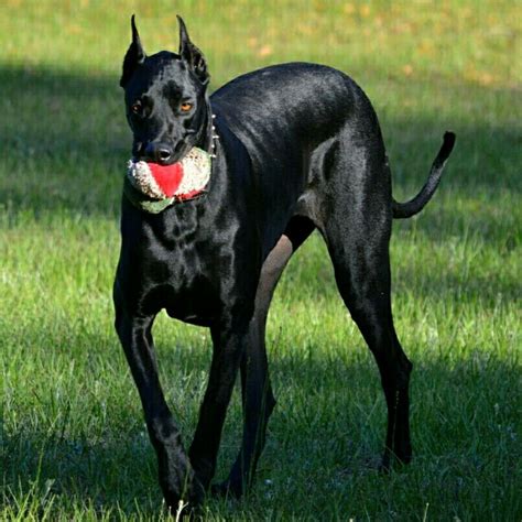 17 Best images about DoberDane, NYX (Goddess of Night) my son's dog on ...