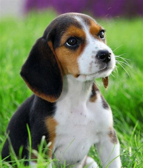 14 Popular Breeds of Dogs with Big Ears | Popular breeds, Beagle funny ...